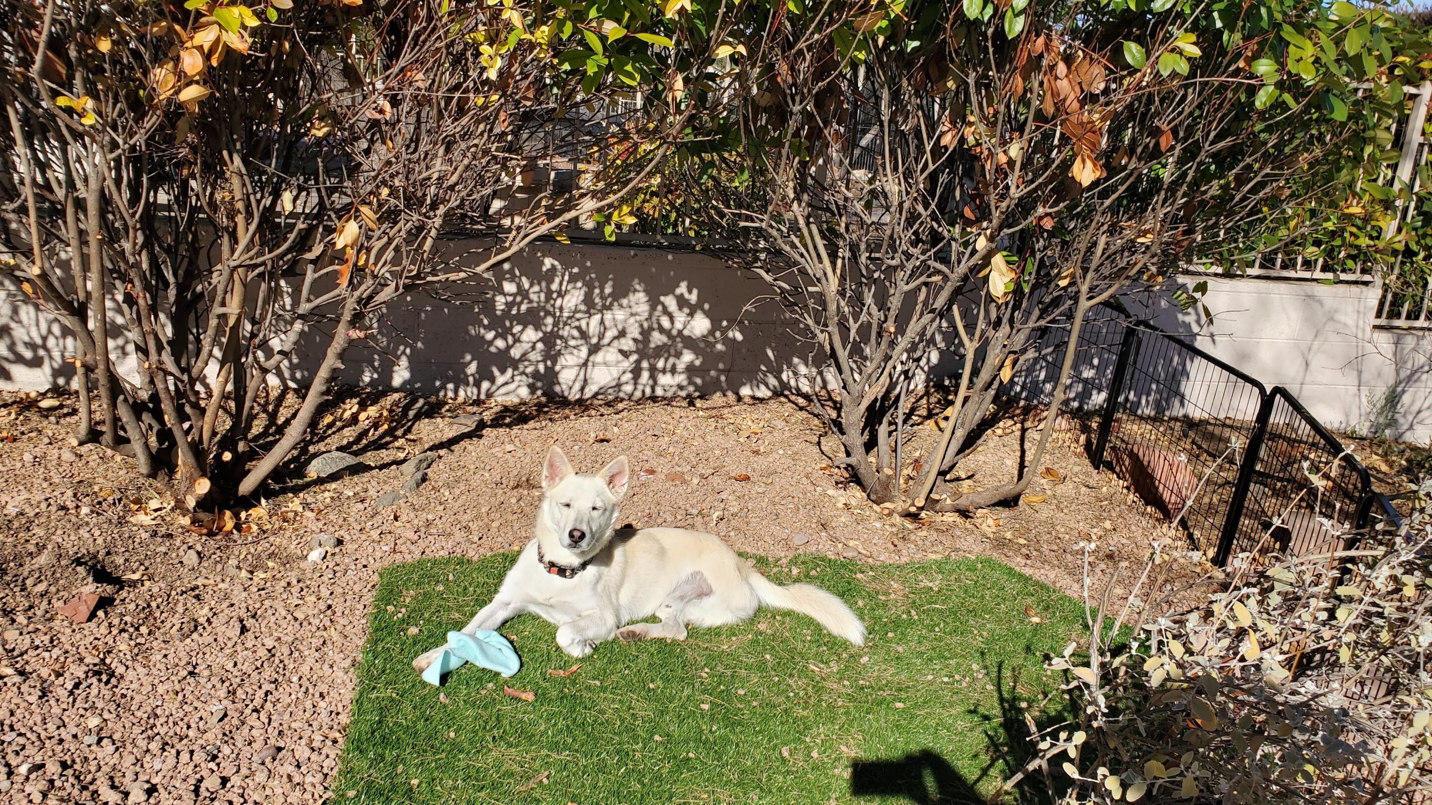 homeopathy for dogs